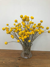 Load image into Gallery viewer, Billy Buttons