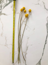 Load image into Gallery viewer, Billy Buttons