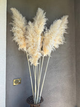 Load image into Gallery viewer, California Pampas Grass
