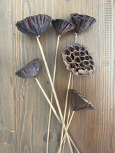 Load image into Gallery viewer, Dried Lotus Pods
